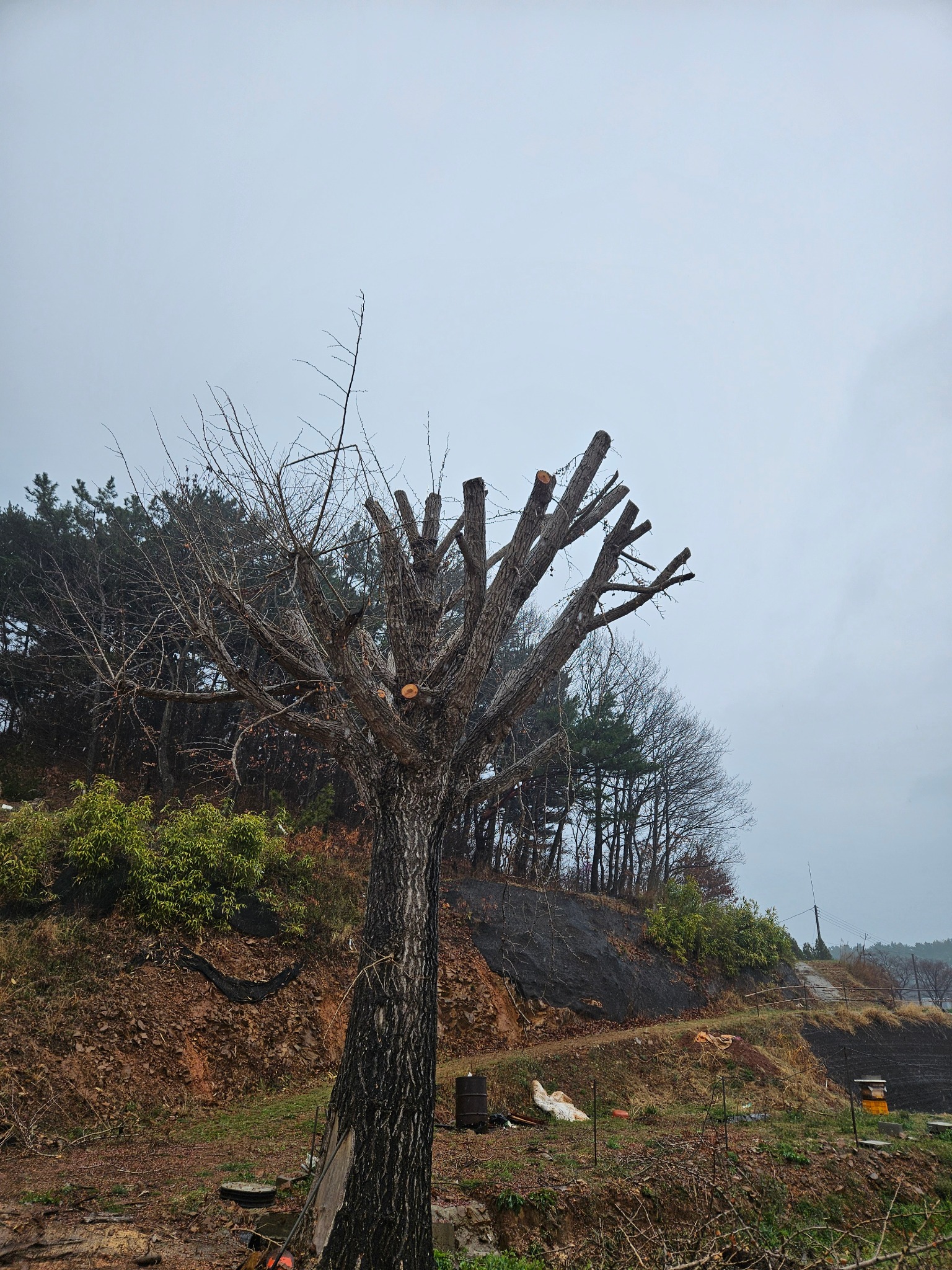 용인 기흥구 은행나무 상부 가지를 정리한 전지 작업 완료 모습